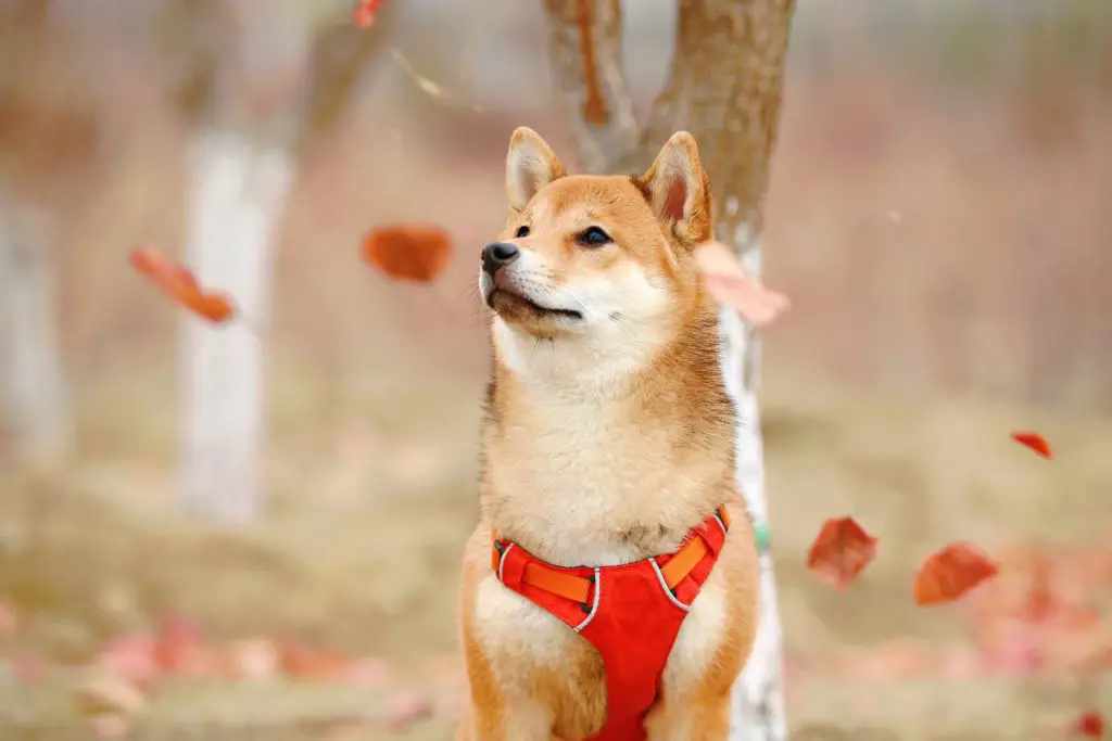 Shiba Inu Burn Rate Soars Beyond 10,000%: Here’s What It Could Mean