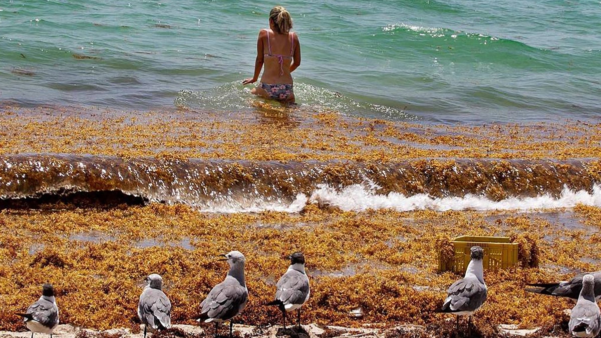 Satellite images show breadth of massive seaweed belt stretching across the Atlantic Ocean